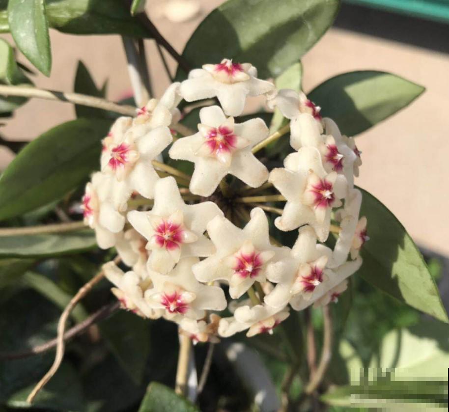 冬季养盆开花勤植物，就选这3种，越开越带劲！