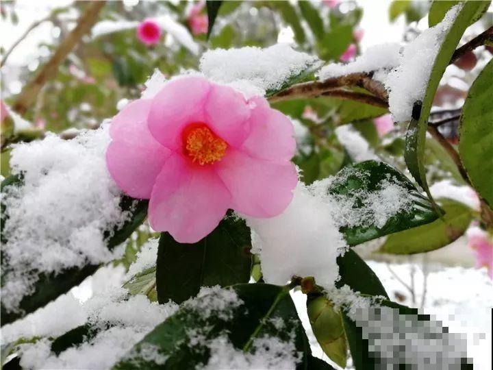 大雪天，只有这花还在继续开，真不是一般的抗冻！