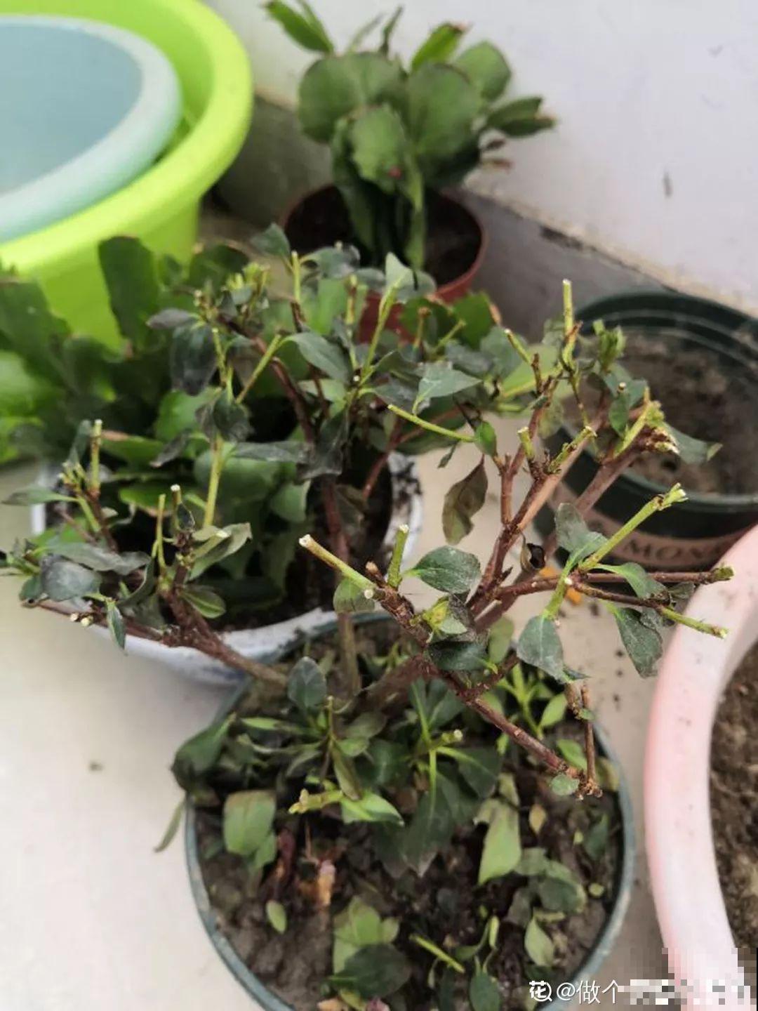 都说这花难养，10年不换盆，年年开花成宝贝！