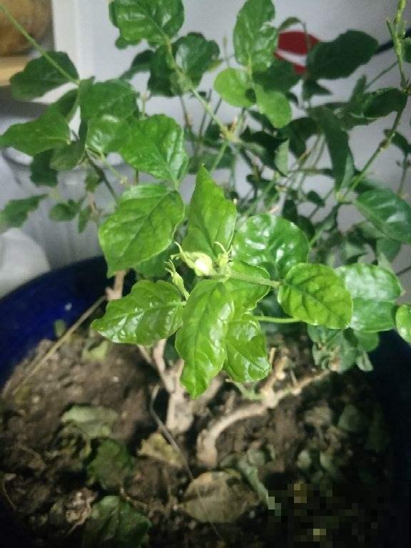 茉莉花冬天这么养，再冷也能继续生长，明年开的花多好几倍！