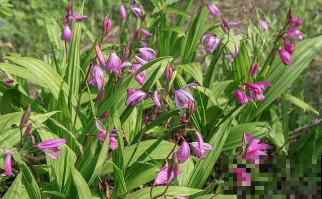 家花不如野花香原来是真的，它在野山也能开成花海，实在美呆了！