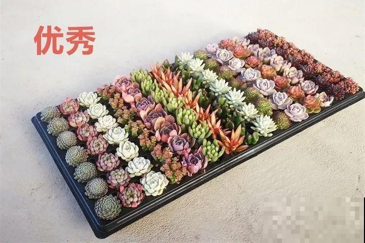 比绿萝还好养的花，一块钱一棵，就适合现在种！