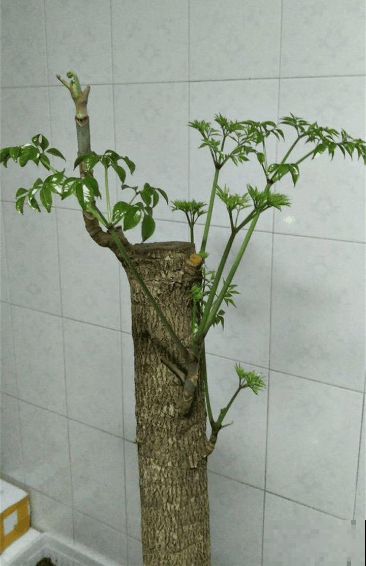这4种花最怕二手烟，连着熏两天，叶子花花往下掉！