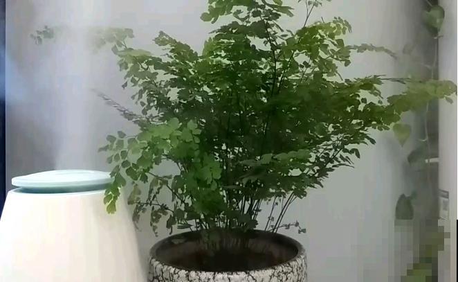 大冬天养花，用喷壶和风扇，花居然长得特别旺！