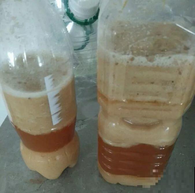 淘米水里加上它，没有异味肥效翻倍，给花用点叶子绿油油！