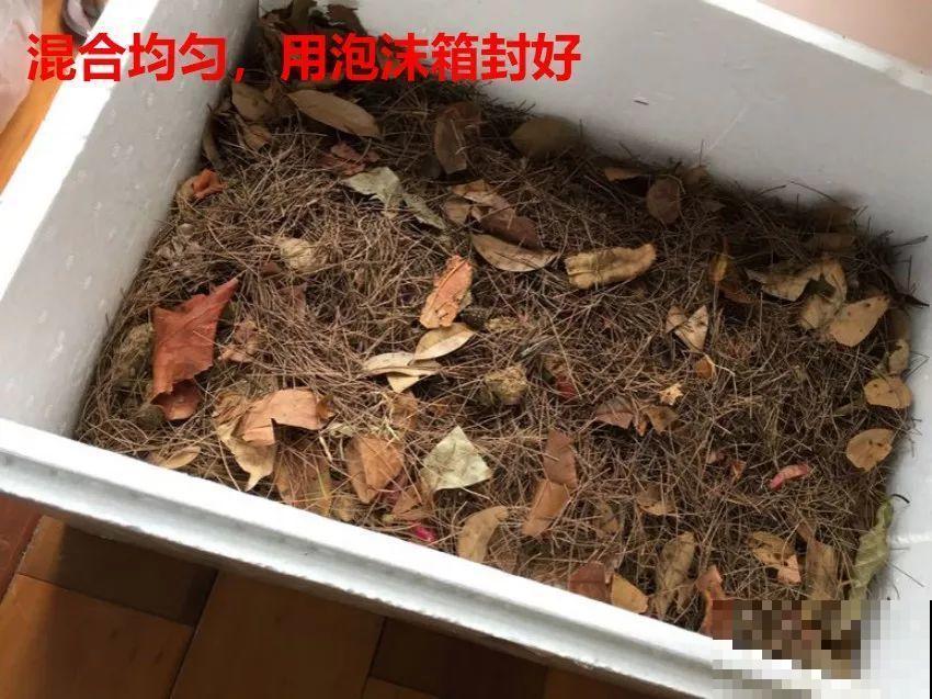 淘米水里加上它，没有异味肥效翻倍，给花用点叶子绿油油！