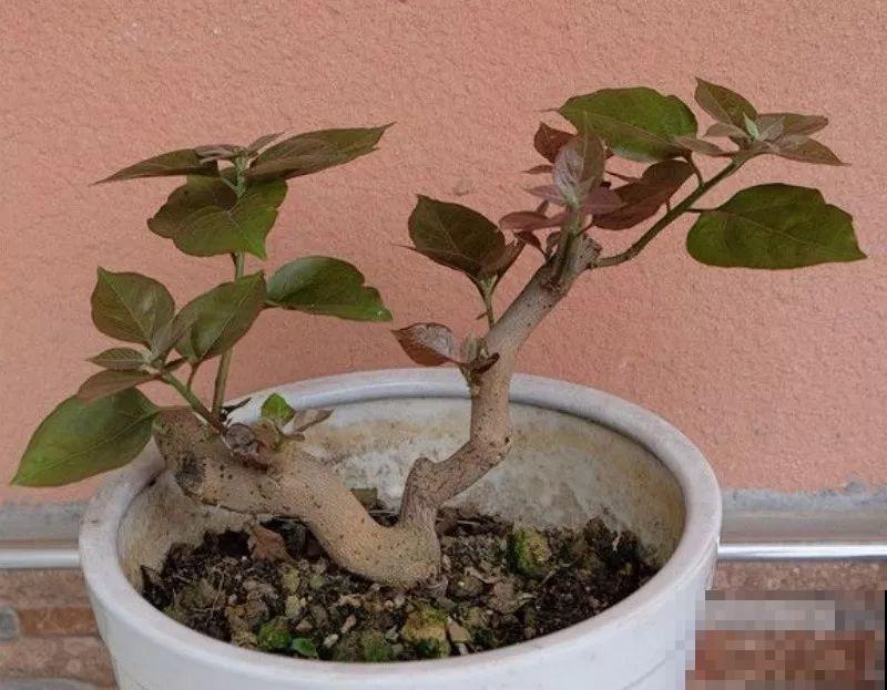 养了5年的三角梅，一长高就砍，终于变成精品老桩！