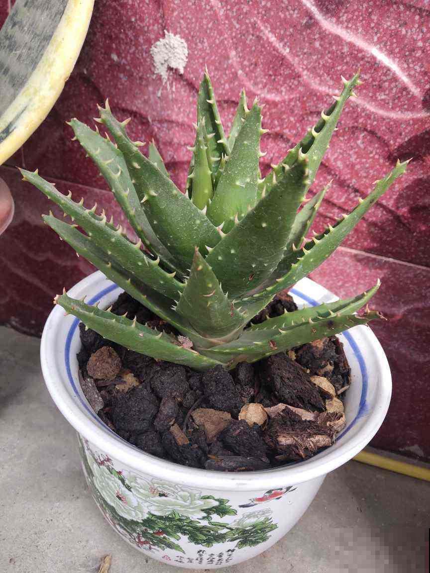 种花养在室内，除异味很有效，比开窗还管用！