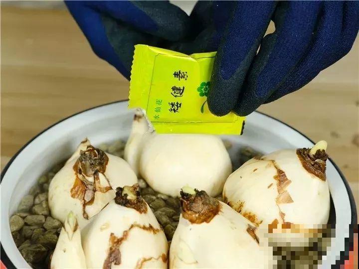 水仙盆里加点它，叶子粗壮不徒长，一个月后就能开花！