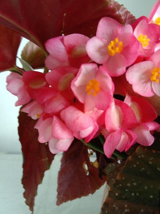 这花真耐旱，喷喷水就能活，一串花能开30朵