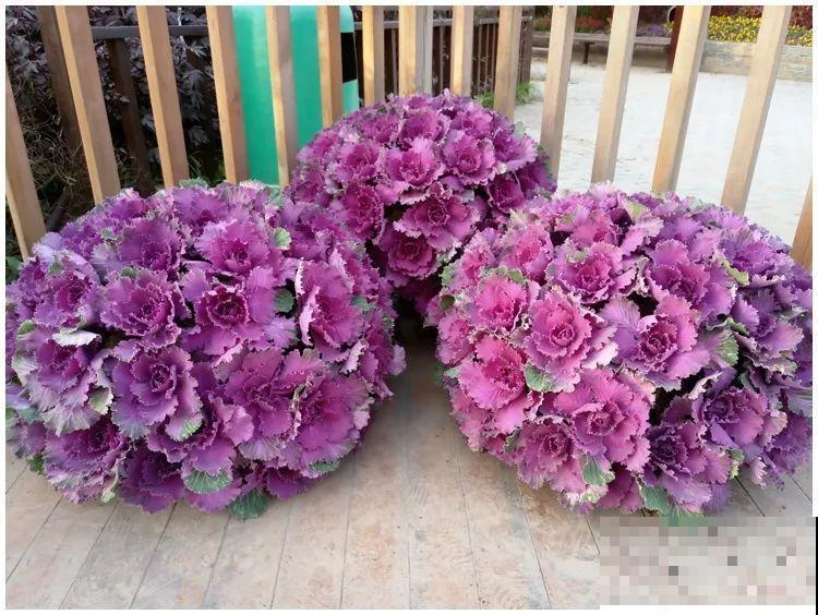 这花冬天不怕冷，越冻越好看，栽在院子里像玫瑰！