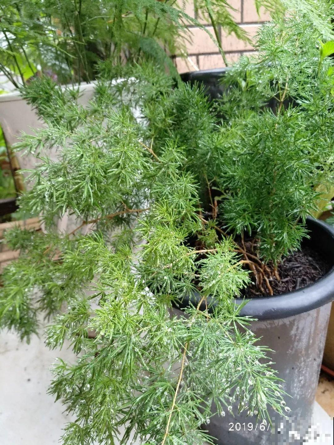 这花极像文竹，叶片翠绿，却比文竹好看好养多了！