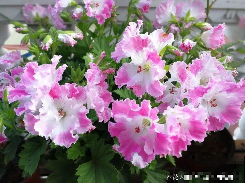 这花冬天冻一冻，开花才会爆满盆，正好赶上过年！