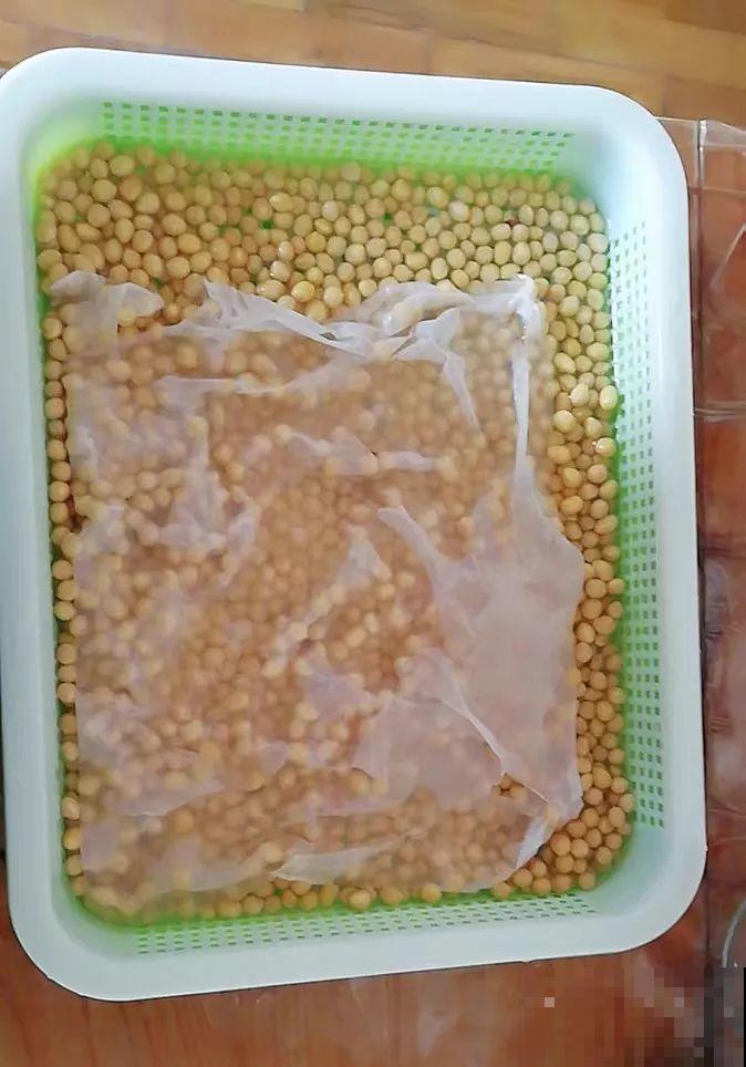 一个矿泉水瓶，半月种出大蒜苗，方法简单，吃着还放心！