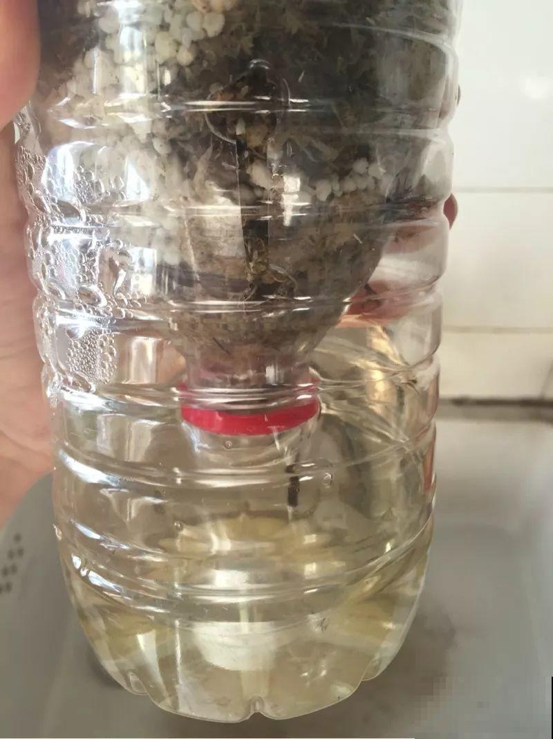 1根绳子泡水里，1个月不浇水也没事，蝴蝶兰10年不烂根！