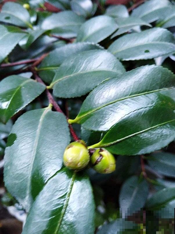 为啥茶花冻一冻开得更多？原来是这原因，学会就能赏满盆花！