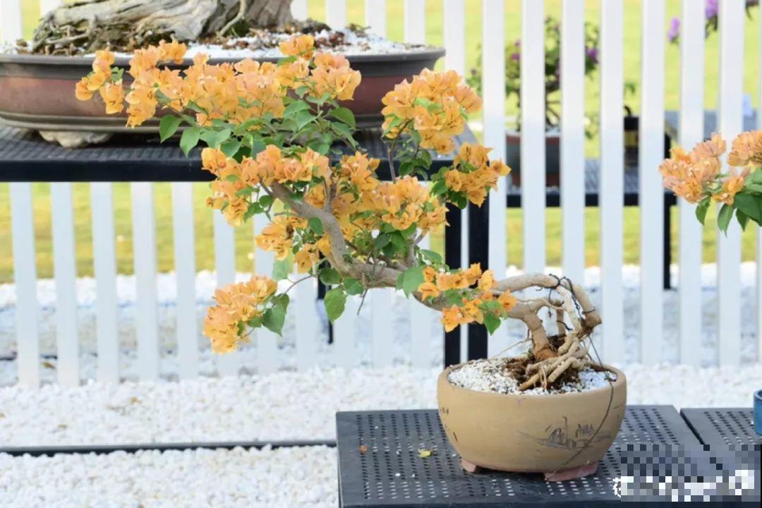 养花的人来到这，美得走不动路，恨不得全搬回家去！