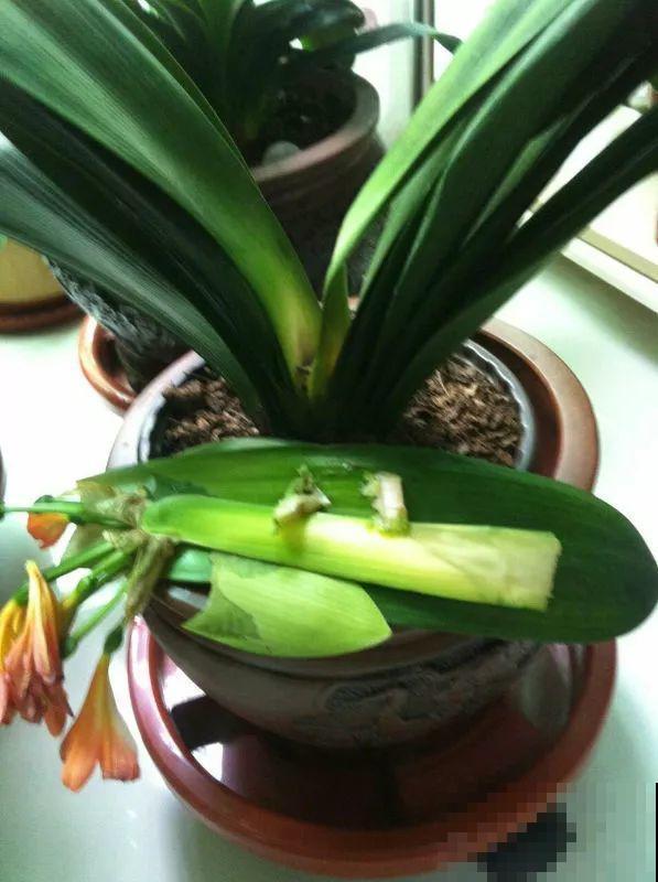 家里有这4种花，砍1刀能憋8个芽，两个月就爆盆！