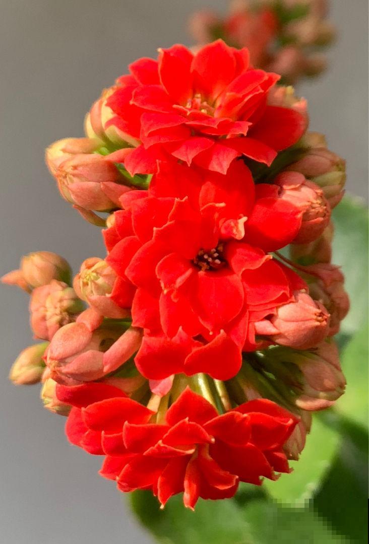 为啥花苞一碰全掉了?都是这个地方做错了,现在改还来得及! 为啥花苞一碰全掉了?都是这个地方做错了,现在改还来得及!