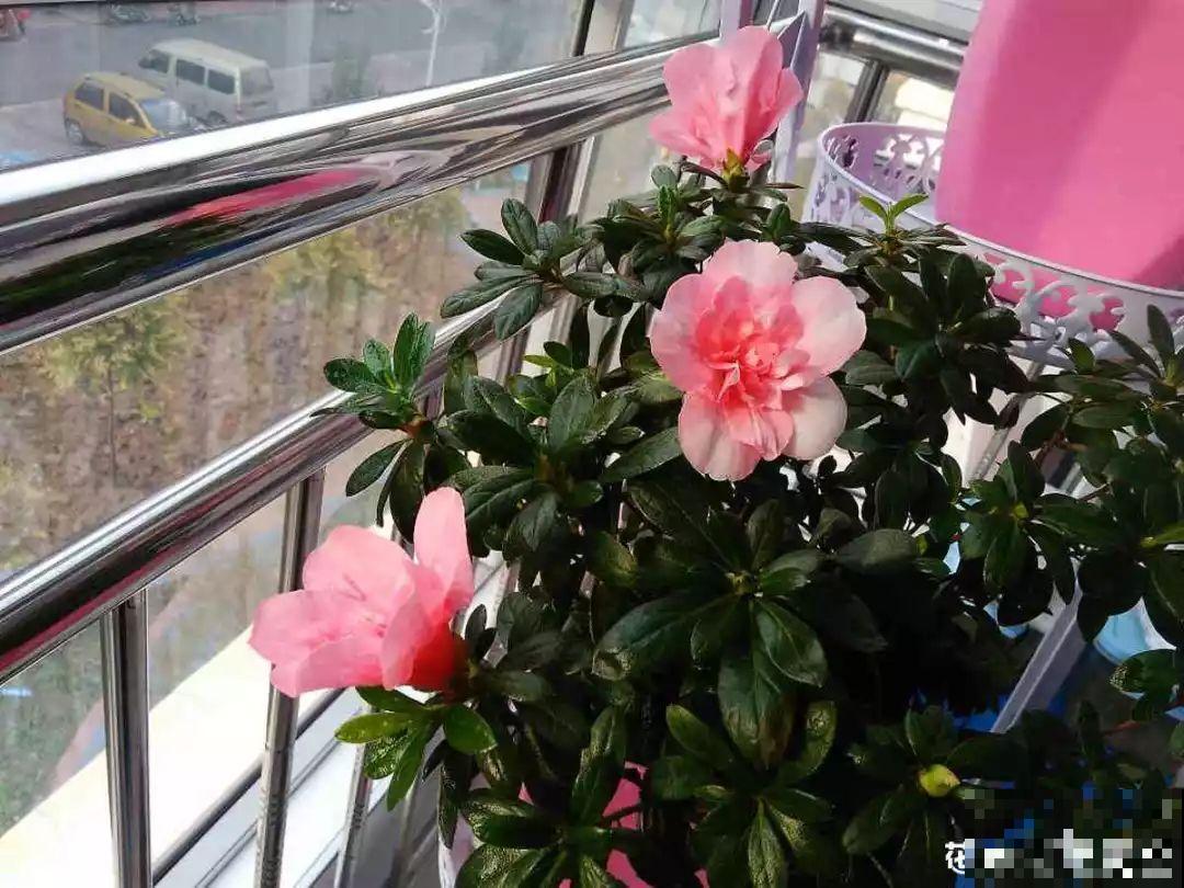 都说这花难养，10年不换盆，年年开花成宝贝！