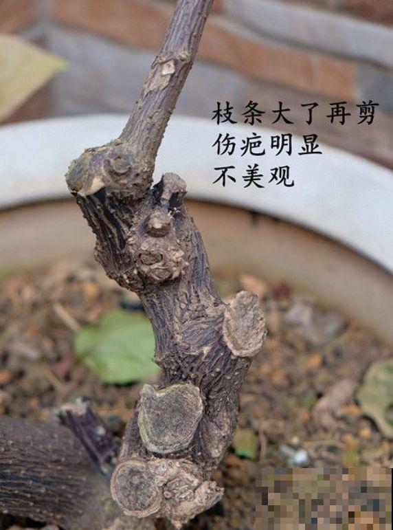 养了5年的三角梅，一长高就砍，终于变成精品老桩！