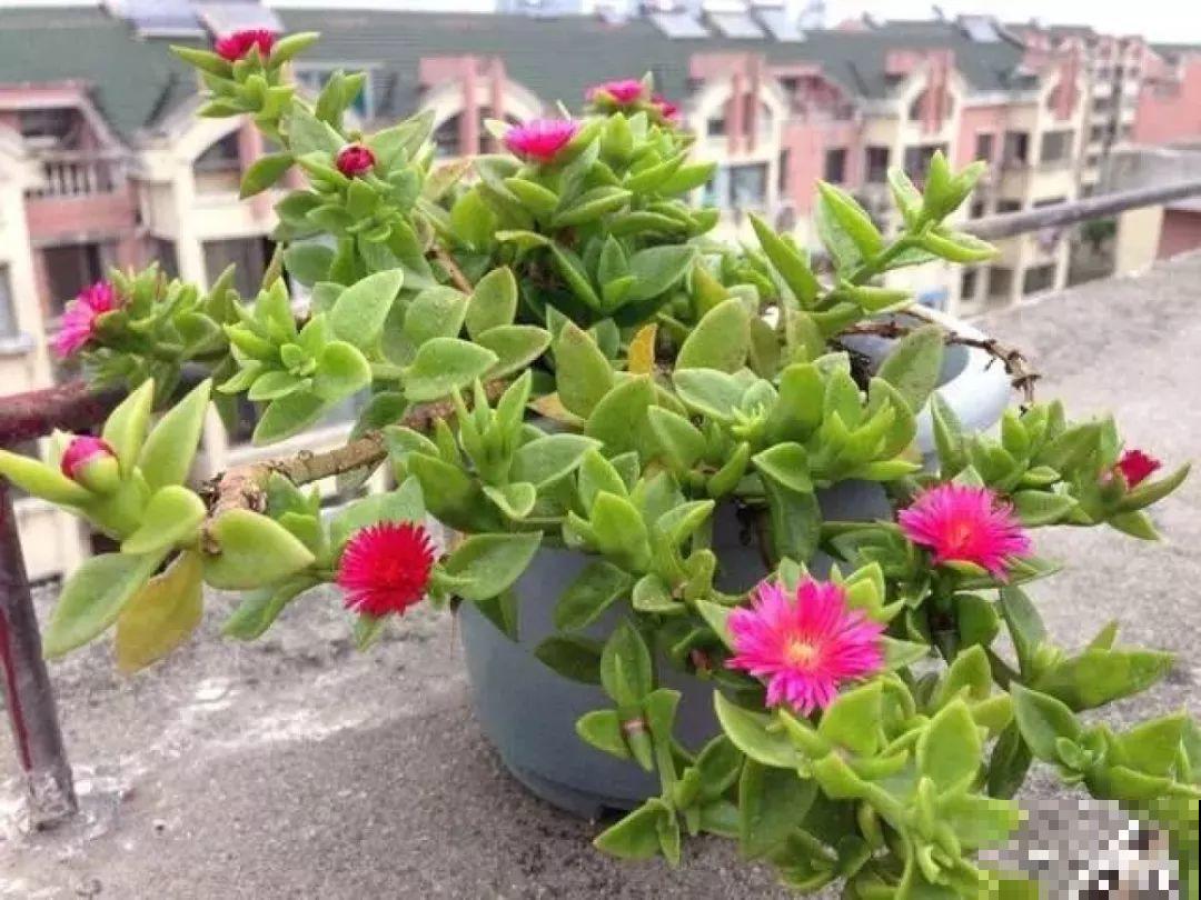 耐阴耐寒的4种花，个个都比绿萝美，还能长成花帘子！