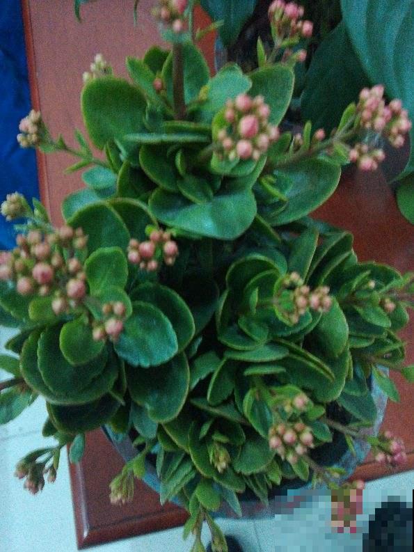 为啥花苞一碰全掉了?都是这个地方做错了,现在改还来得及! 为啥花苞一碰全掉了?都是这个地方做错了,现在改还来得及!