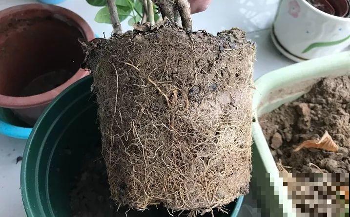 花一黄叶就挂，早治能救活，晚了一片叶子也不剩！