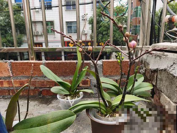 公认的开花机器，一年能开8个月，光不好也能养！