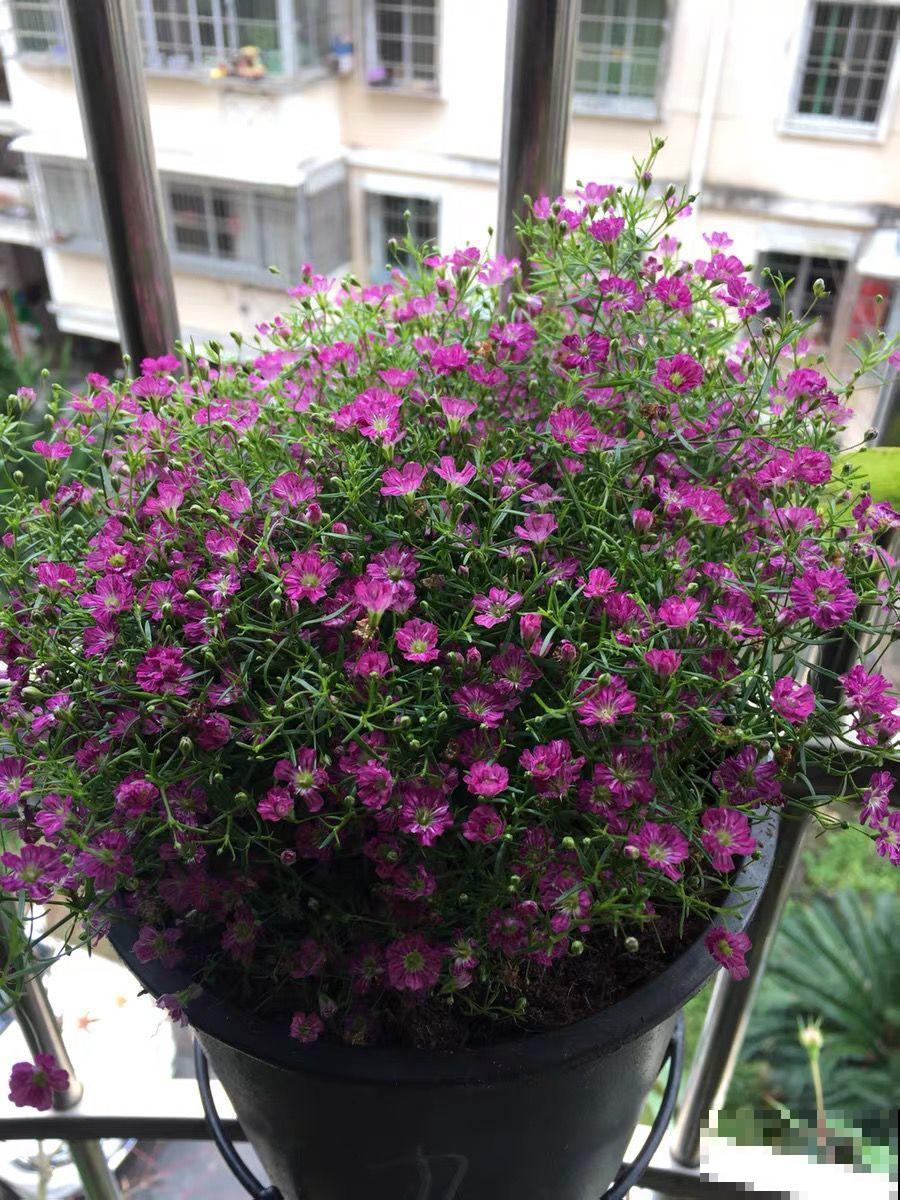 养这花不占地，盆盆开爆，阳台再小也能变花海！