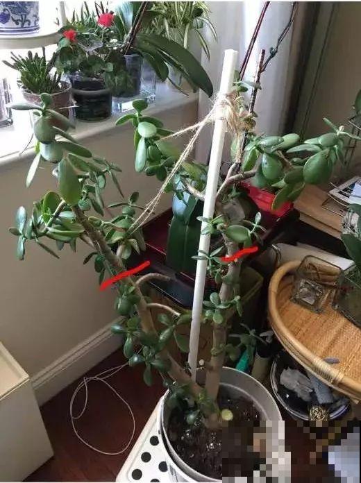 养了20年的玉树，杆子比大腿还粗，满树白花跟下雪了一样！