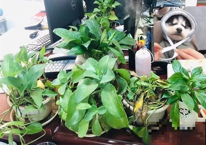 这东西不要钱，撒土里花蹭蹭长，放卫生间能除异味！