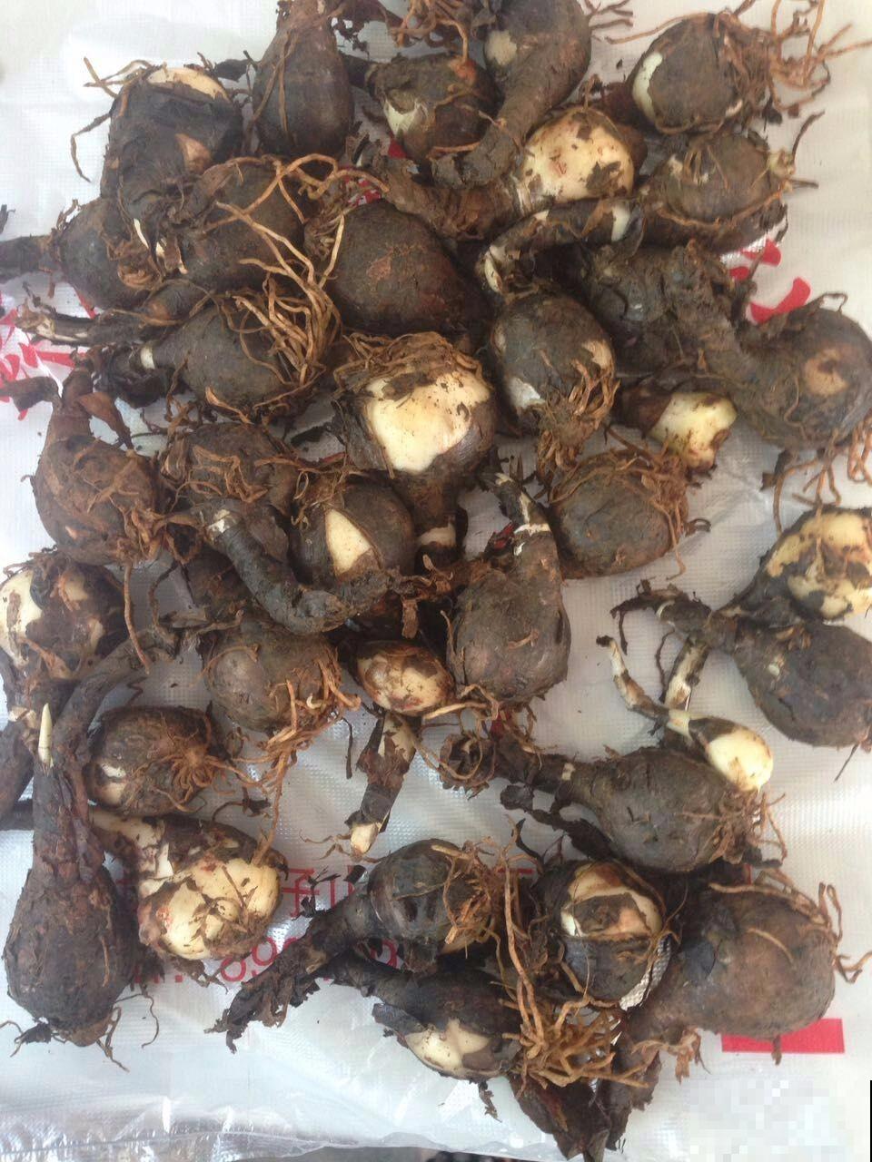 这花简直就是“爆球机器”，今年种1个，明年收一堆，赚大了