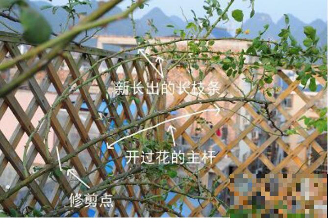 这种月季，冬天千万别大剪，剪完明年没花看！