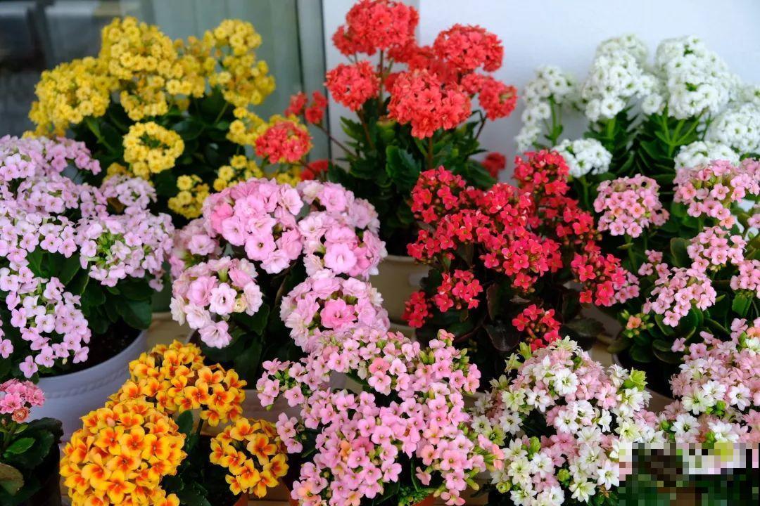 长寿花搬回家，记住“四不要”，免得掉得满地都是花苞！