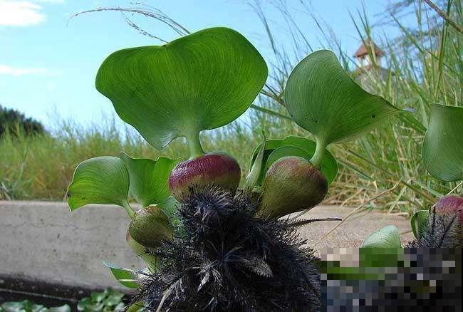 千万别养这花，枝条沾水就活，生物入侵太可怕！