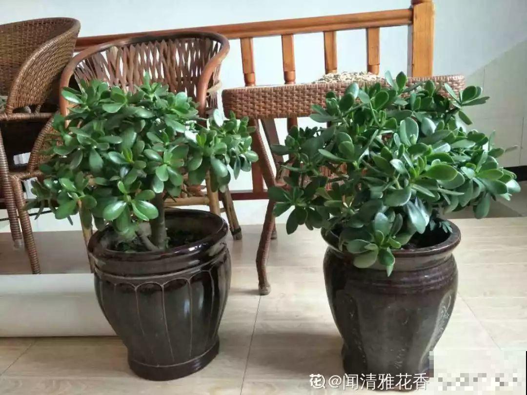 这10种花，天冷了要赶紧断水，冻伤了救都没法救！
