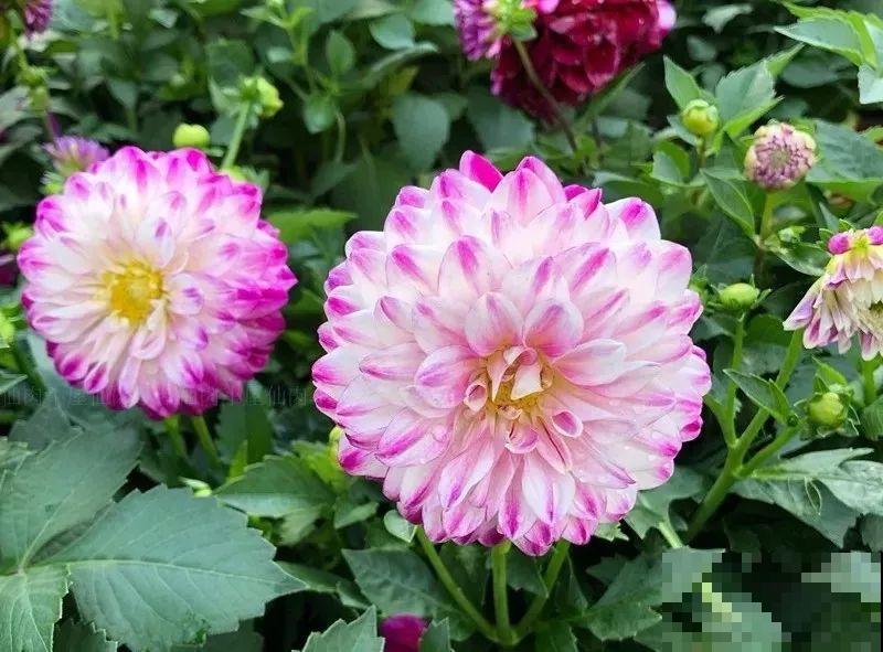 这花是新晋年宵花，室内室外都能养，能连开好几茬！