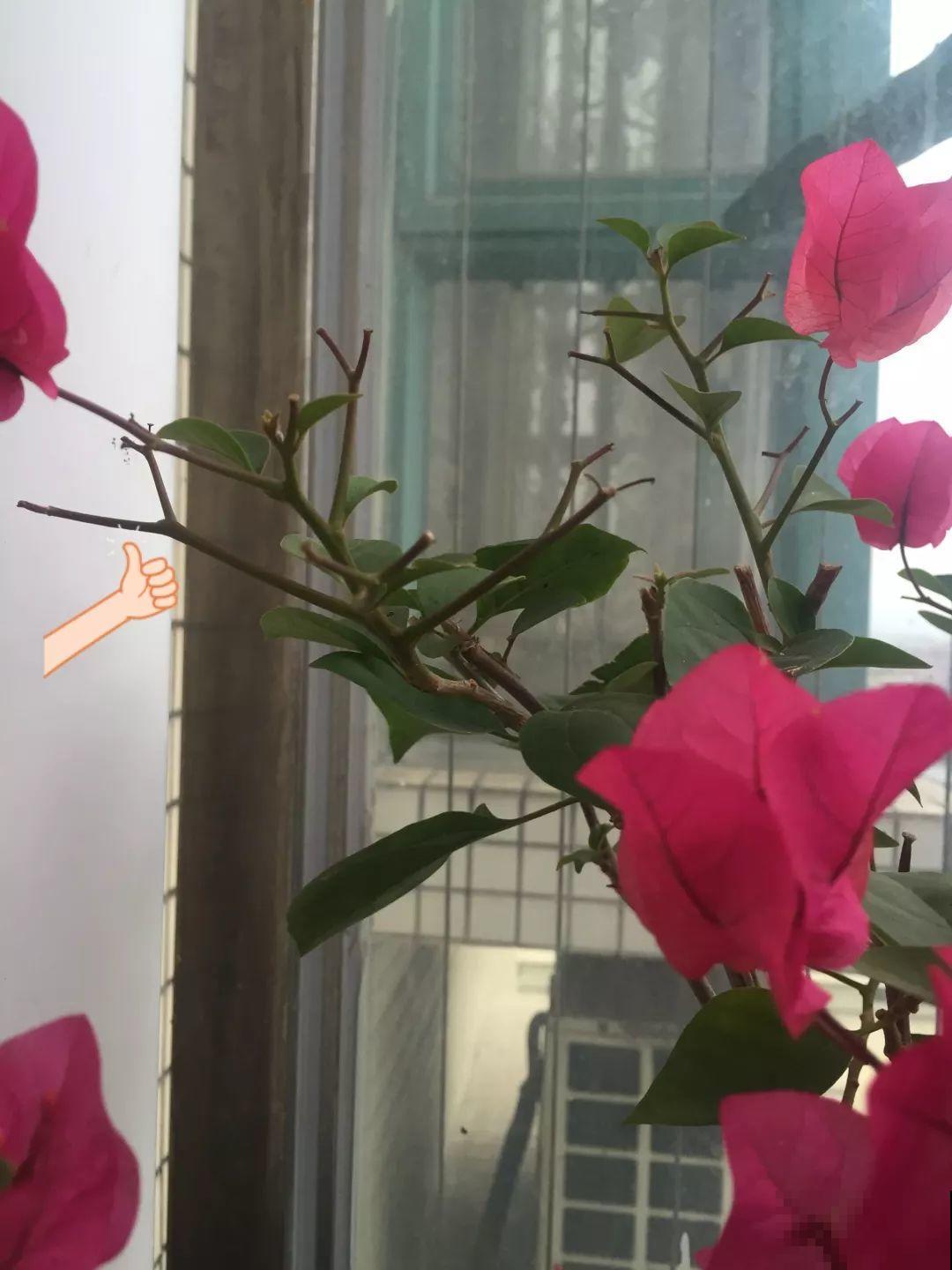 这6种花开败了？抓紧剪两刀，还能再开两三茬！