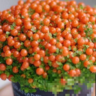 这花满盆果实像假花，买两盆摆家门口，楼道邻居个个眼馋！