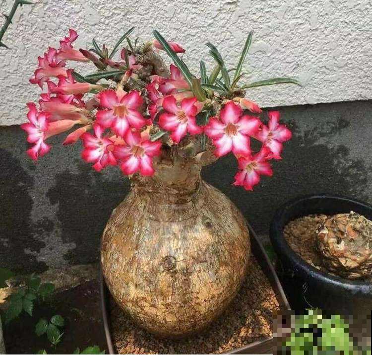 这花有个大肚子，里面存满了水，整个冬天不用浇水了！