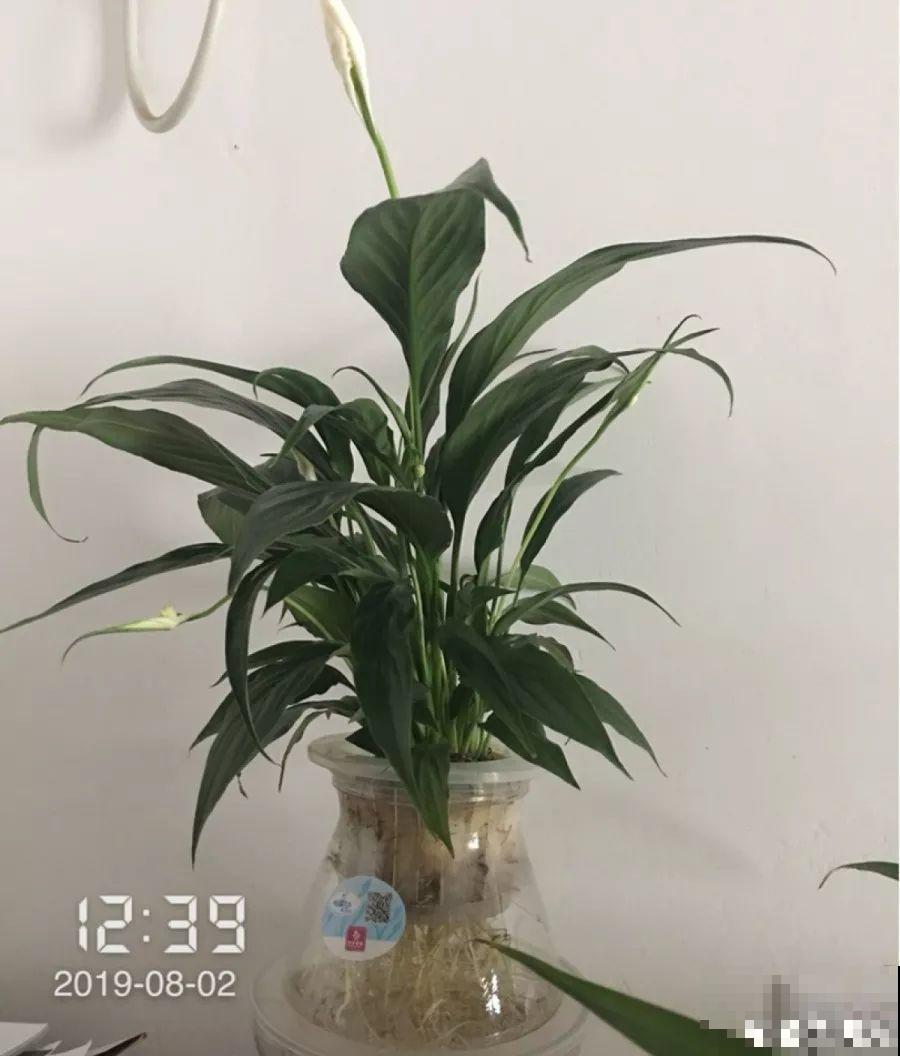 这4种花养在家里，就是一个小型的加湿器，不干不躁真舒服！