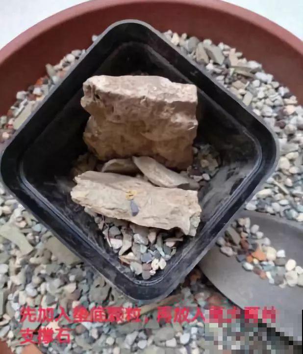多肉的另一种养法，不花一分钱，透水透气根越长越壮！