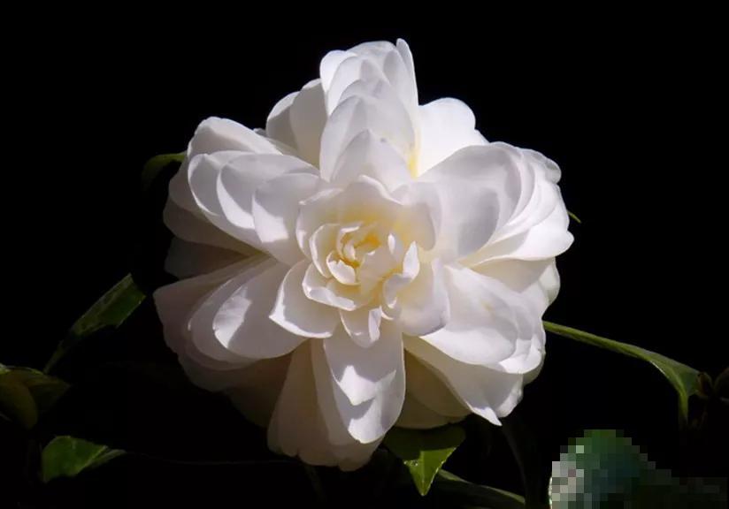 茶花迎来盛花期，16个最美品种，养一棵就足了！