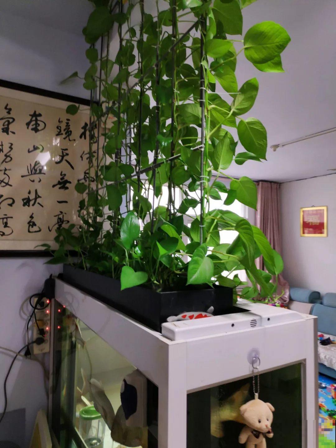 养不活的花丢鱼缸里，沾水立马就疯长，大冬天呼呼长不停！