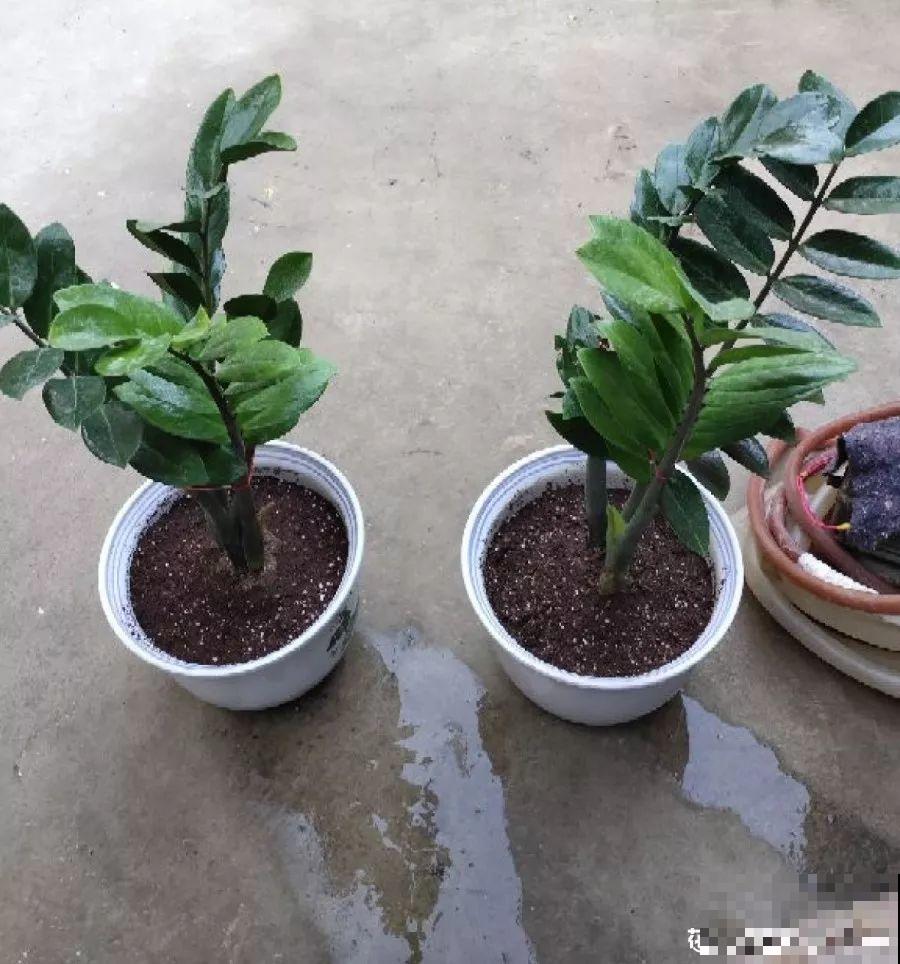 花盆里长了这玩意，趁早断水，小心最后根都烂没了！