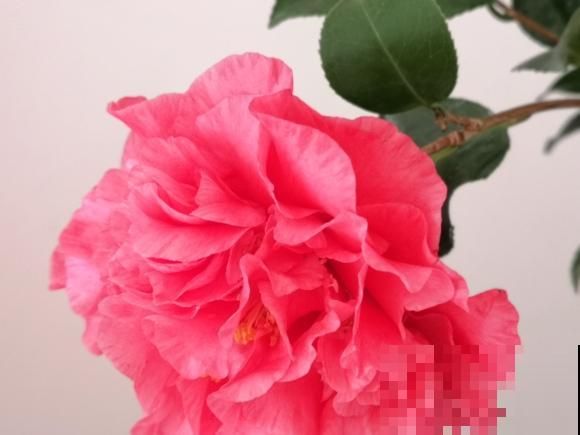 极品山茶花，一树开多色，你也能做到！