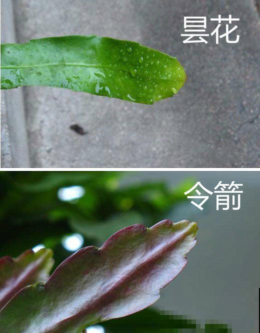 养了2年的花，一直没开，老花农一眼就知道买错了！
