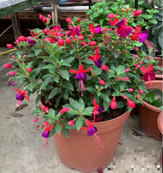 公认难养的花，开花像个小灯笼，红红火火注意吉祥！
