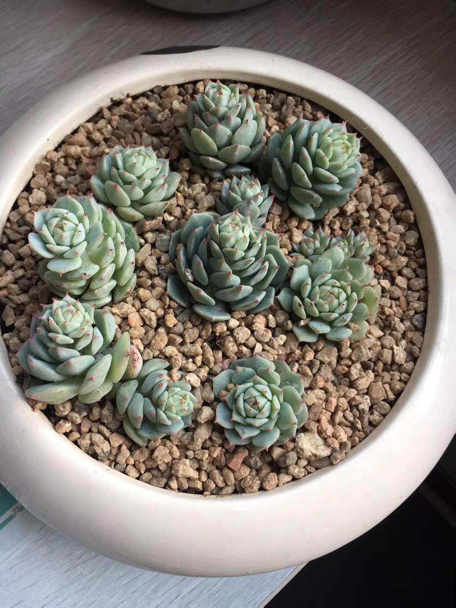 这种多肉，是界内的群生小霸王，长得跟一朵朵小花似的！